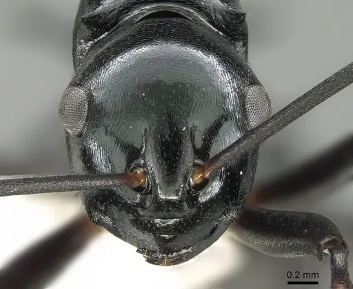 Polyrhachis mucronata specimen CASENT0281403 image casent0281403_2