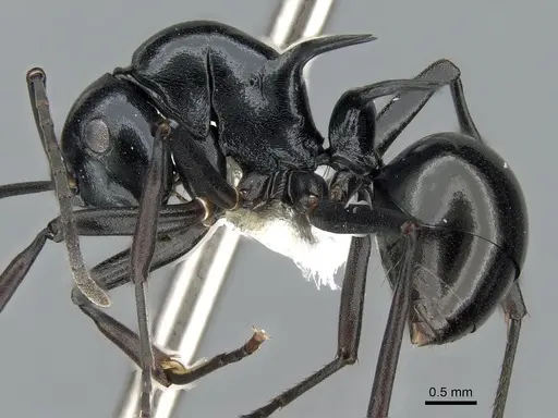 Polyrhachis mucronata specimen CASENT0281403 image casent0281403_3