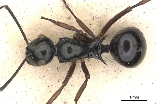 Polyrhachis mucronata specimen CASENT0901806 image casent0901806_1