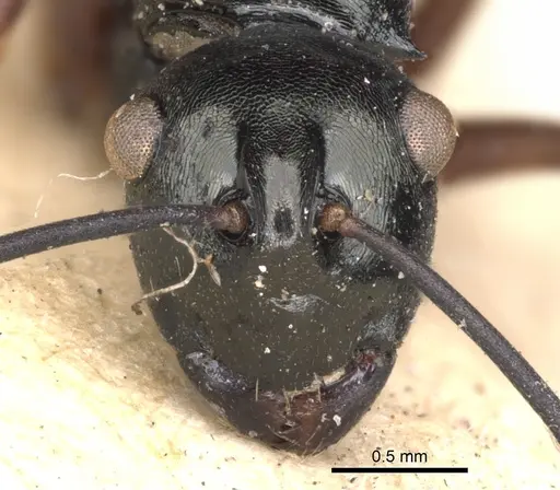 Polyrhachis mucronata specimen CASENT0901806 image casent0901806_2