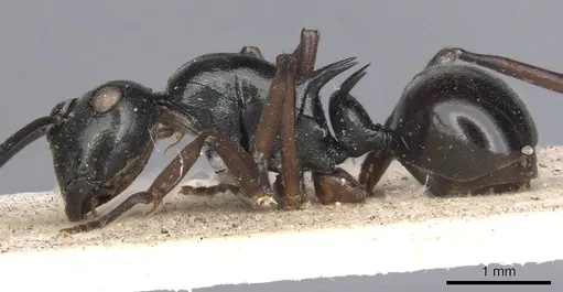 Polyrhachis mucronata specimen CASENT0901806 image casent0901806_4