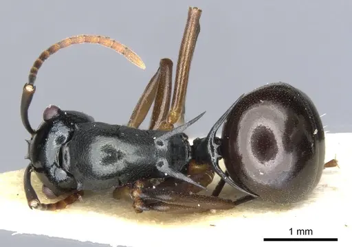 Polyrhachis mucronata specimen CASENT0903379 image casent0903379_1