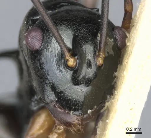 Polyrhachis mucronata specimen CASENT0903379 image casent0903379_2