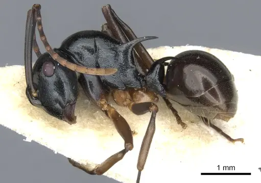 Polyrhachis mucronata specimen CASENT0903379 image casent0903379_3