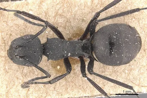 Polyrhachis mucronata specimen CASENT0905638 image casent0905638_1