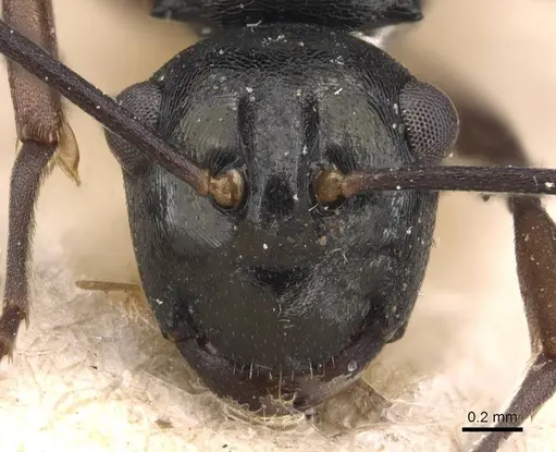 Polyrhachis mucronata specimen CASENT0905638 image casent0905638_2