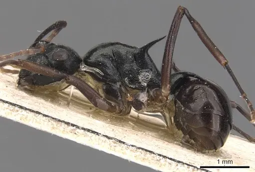 Polyrhachis mucronata specimen CASENT0905638 image casent0905638_3