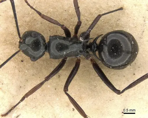 Polyrhachis mucronata specimen CASENT0906770 image casent0906770_1