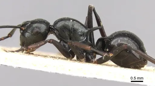 Polyrhachis mucronata specimen CASENT0906770 image casent0906770_3
