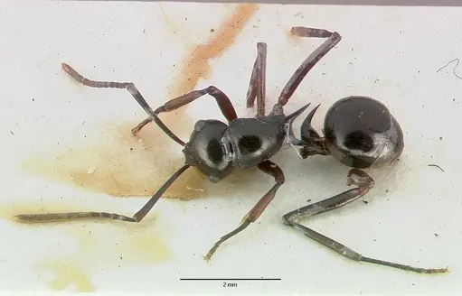 Polyrhachis mucronata specimen CASTYPE06934 image castype06934_1