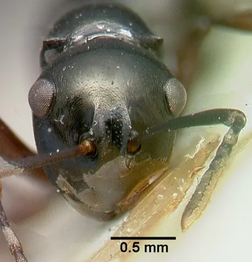 Polyrhachis mucronata specimen CASTYPE06934 image castype06934_2