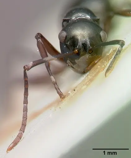 Polyrhachis mucronata specimen CASTYPE06934 image castype06934_3