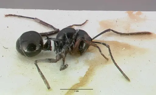 Polyrhachis mucronata specimen CASTYPE06934 image castype06934_4