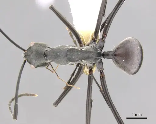 Polyrhachis muelleri specimen CASENT0906765 image casent0906765_1