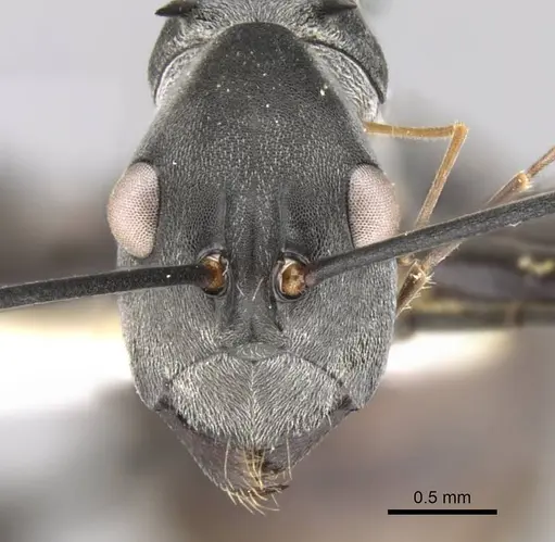 Polyrhachis muelleri specimen CASENT0906765 image casent0906765_2