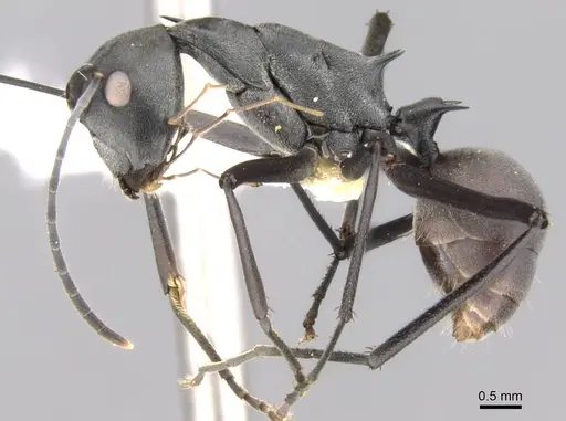 Polyrhachis muelleri specimen CASENT0906765 image casent0906765_3