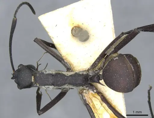 Polyrhachis muelleri specimen CASENT0910868 image casent0910868_1