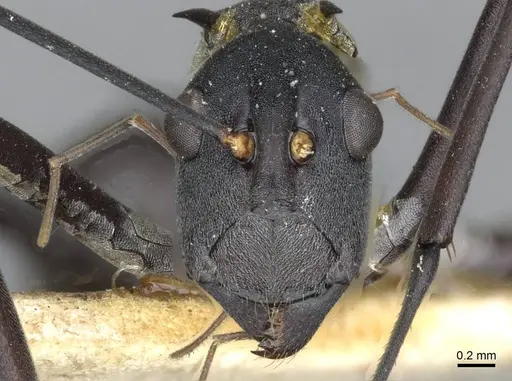 Polyrhachis muelleri specimen CASENT0910868 image casent0910868_2