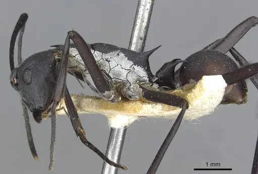 Polyrhachis muelleri specimen CASENT0910868 image casent0910868_3