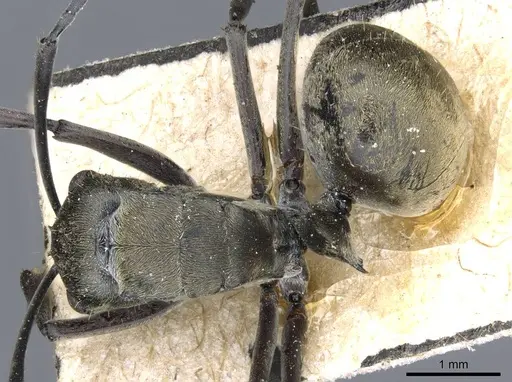 Polyrhachis murina specimen CASENT0905612 image casent0905612_1