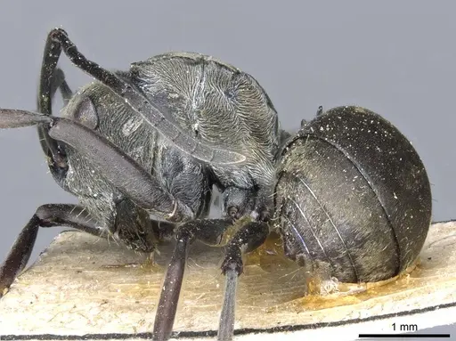 Polyrhachis murina specimen CASENT0905612 image casent0905612_3