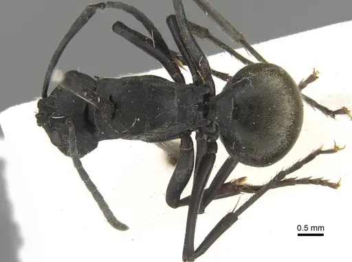 Polyrhachis murina specimen CASENT0906800 image casent0906800_1