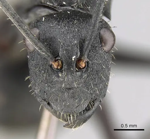 Polyrhachis murina specimen CASENT0906800 image casent0906800_2