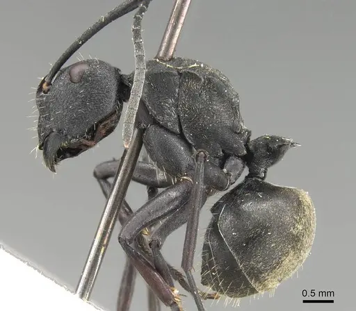 Polyrhachis murina specimen CASENT0906800 image casent0906800_3