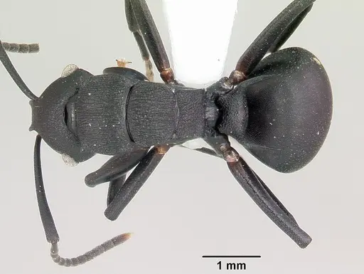 Polyrhachis neglecta specimen CASENT0103177 image casent0103177_1