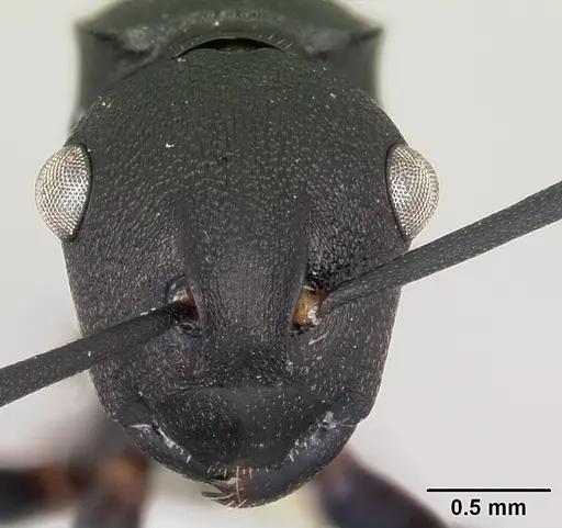 Polyrhachis neglecta specimen CASENT0103177 image casent0103177_2