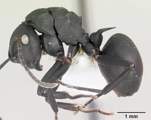 Polyrhachis neglecta specimen CASENT0103177 image casent0103177_3