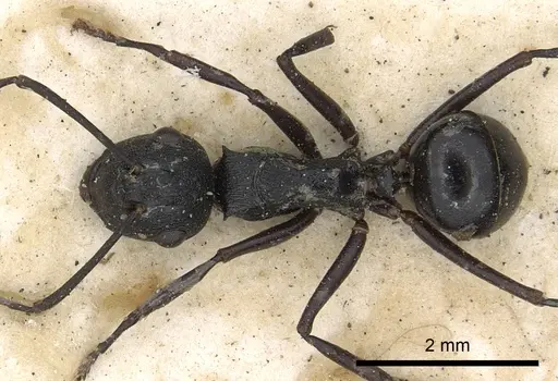 Polyrhachis neptunus specimen CASENT0901860 image casent0901860_1