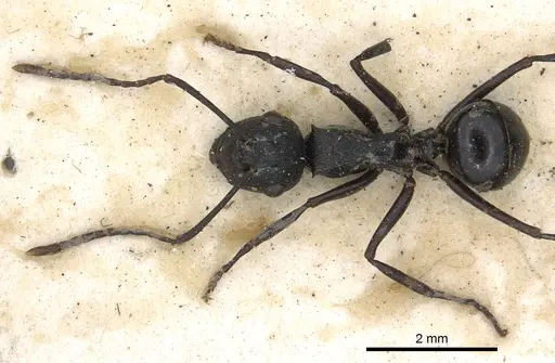 Polyrhachis neptunus specimen CASENT0901860 image casent0901860_2