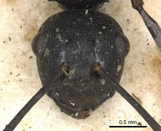 Polyrhachis neptunus specimen CASENT0901860 image casent0901860_3