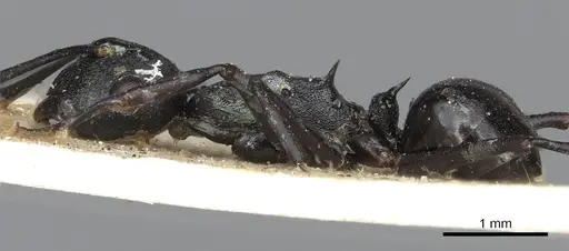Polyrhachis neptunus specimen CASENT0901860 image casent0901860_4