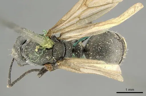 Polyrhachis nigra specimen CASENT0915821 image casent0915821_1