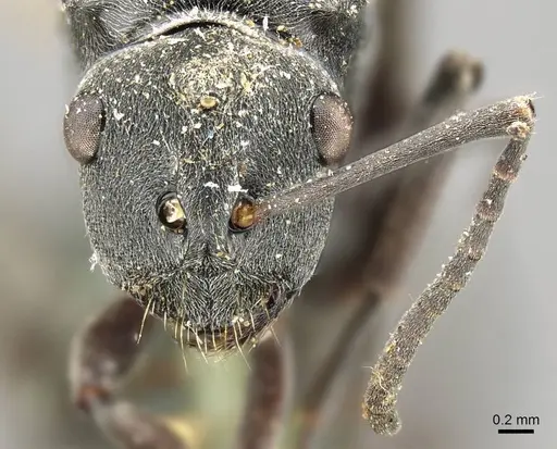 Polyrhachis nigra specimen CASENT0915821 image casent0915821_2
