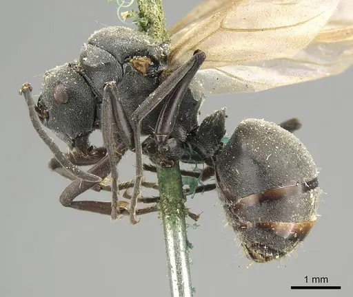 Polyrhachis nigra specimen CASENT0915821 image casent0915821_3