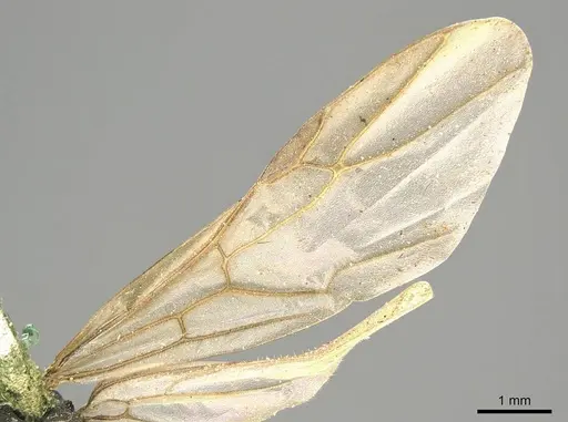 Polyrhachis nigra specimen CASENT0915821 image casent0915821_4