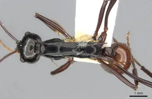 Polyrhachis nigriceps specimen CASENT0281412 image casent0281412_1