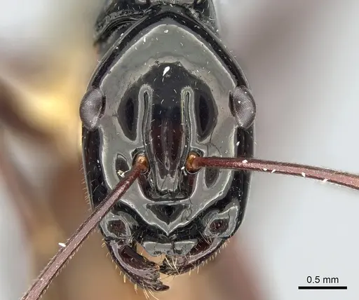 Polyrhachis nigriceps specimen CASENT0281412 image casent0281412_2