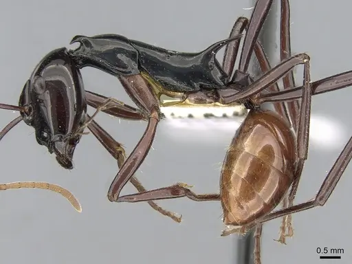 Polyrhachis nigriceps specimen CASENT0281412 image casent0281412_3