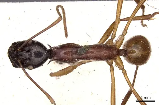 Polyrhachis nigriceps specimen CASENT0901822 image casent0901822_1