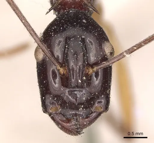 Polyrhachis nigriceps specimen CASENT0901822 image casent0901822_2