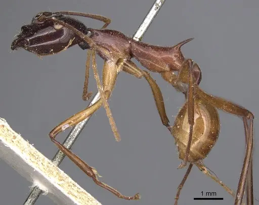 Polyrhachis nigriceps specimen CASENT0901822 image casent0901822_3
