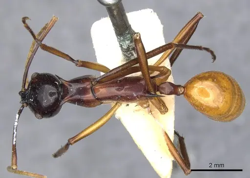 Polyrhachis nigriceps specimen CASENT0903366 image casent0903366_1