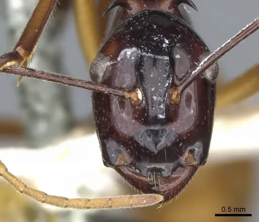 Polyrhachis nigriceps specimen CASENT0903366 image casent0903366_2