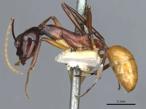 Polyrhachis nigriceps specimen CASENT0903366 image casent0903366_3