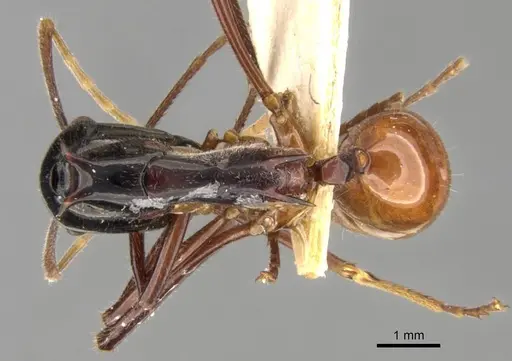 Polyrhachis nigriceps specimen CASENT0906762 image casent0906762_1