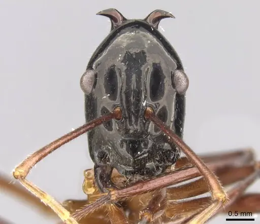 Polyrhachis nigriceps specimen CASENT0906762 image casent0906762_2